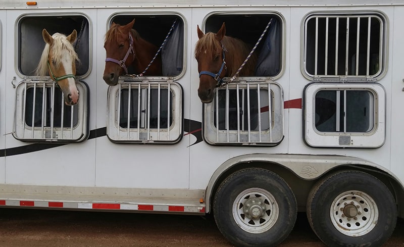 Livestock Trailer With Horses - Shipp Belting